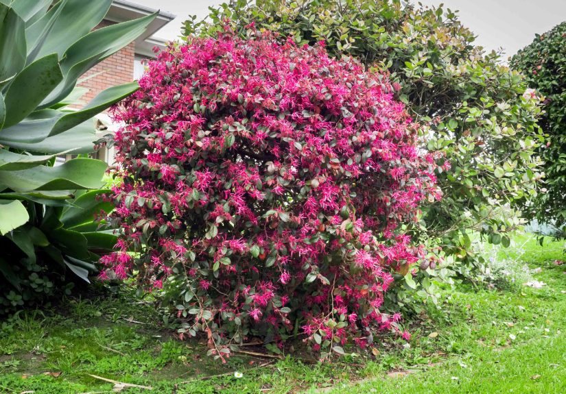 21 Best Shrubs and Plants for the Front of Your House