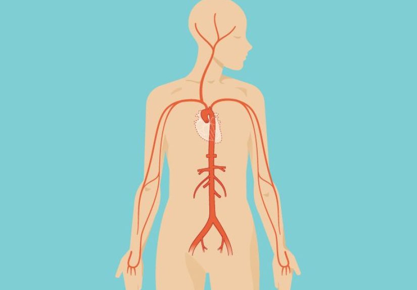 Cervix Uteri Anatomy, Function & Diagram