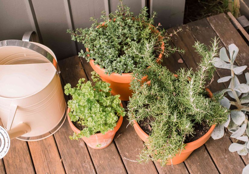 Easy Tips for Growing Herbs in Containers