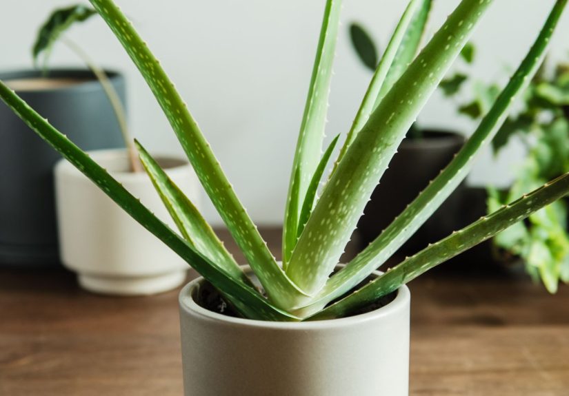 How to Grow and Care for Aloe Vera
