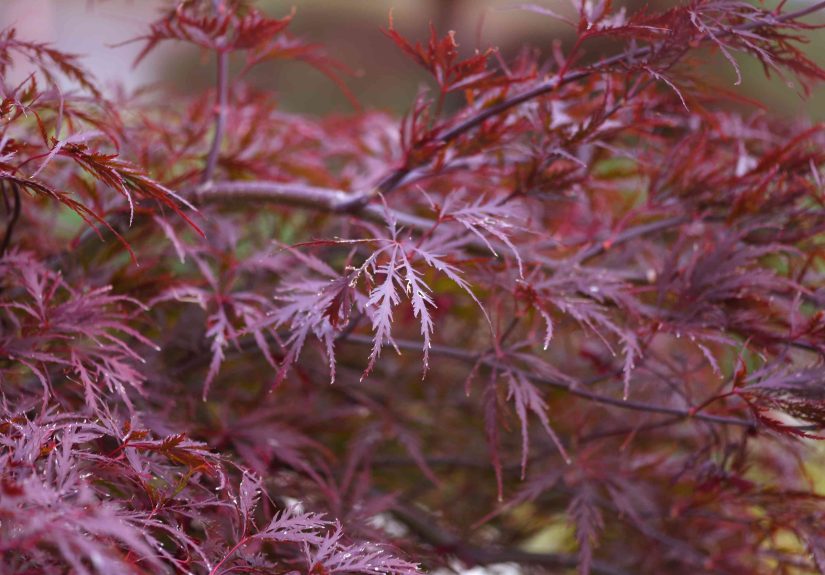 How to Grow and Care for Red Dragon Japanese Maple