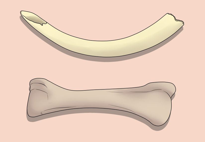 How to Tell Ivory from Bone: 8 Steps