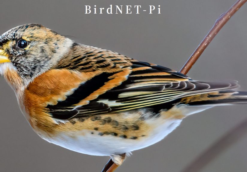 Neural Network Identifies Bird Calls, Even On Your Pi