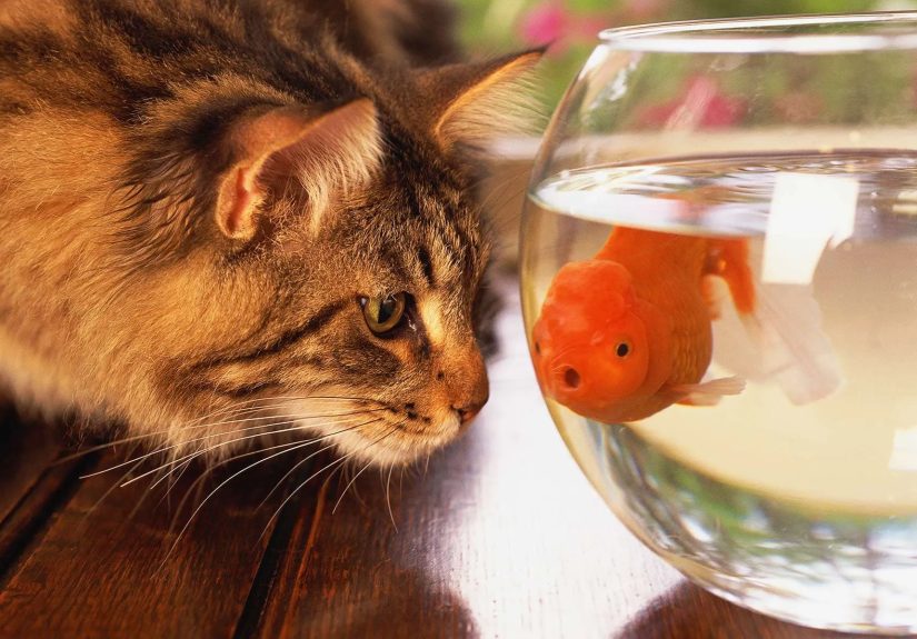 Pets Improve Your Health