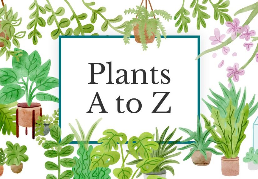 Plants A to Z: Find Plant Names by Letter