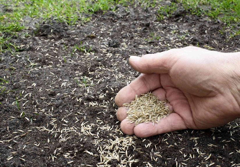 Slit-Seeding Is the Lawn Care Task You Need to Know Before Spring