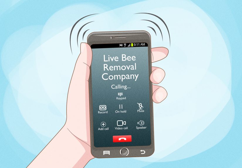Sweat Bees: What They Are & How to Get Rid of Them