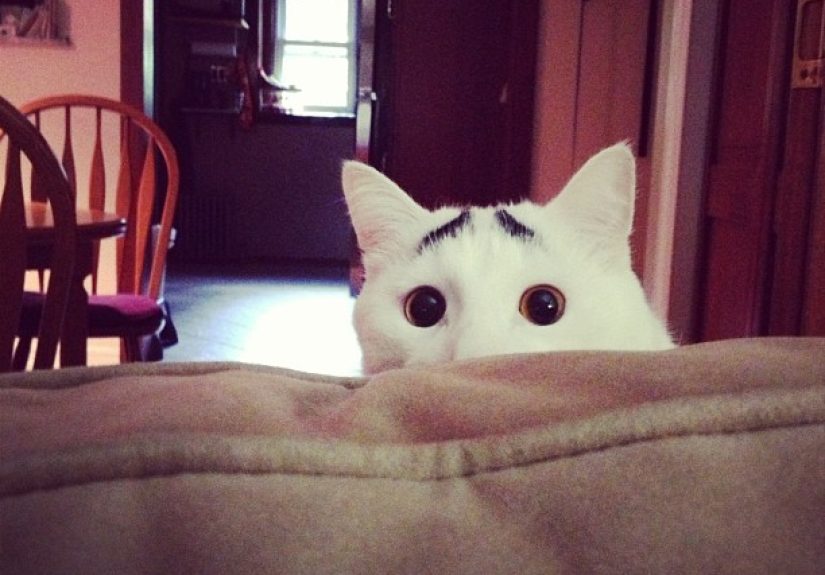 10 Cats That Got Famous For Their Awesome Fur Markings