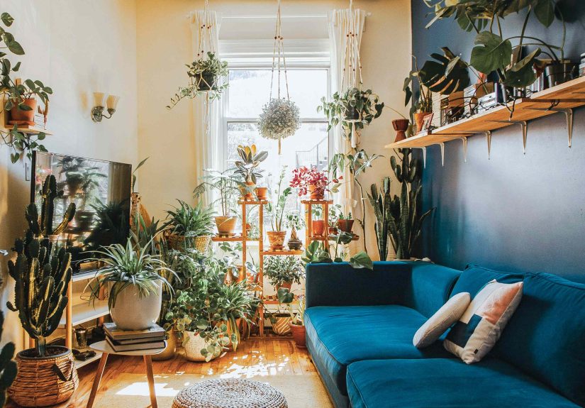 18 Best Indoor Plants for the Living Room
