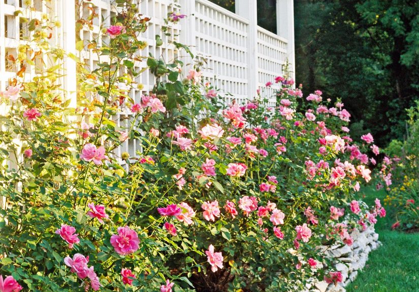 18 Trellis Ideas to Add Privacy to Your Yard