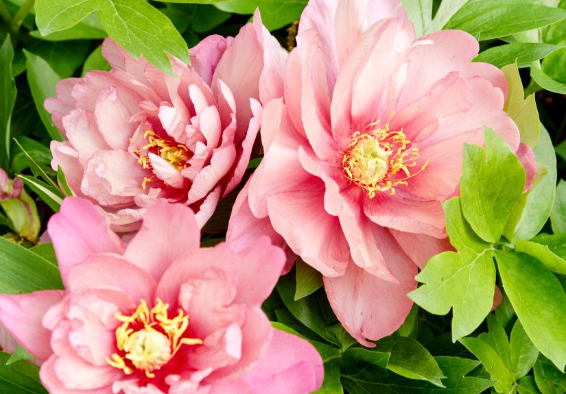24 Best Peonies to Grow for Their Gorgeous Flowers