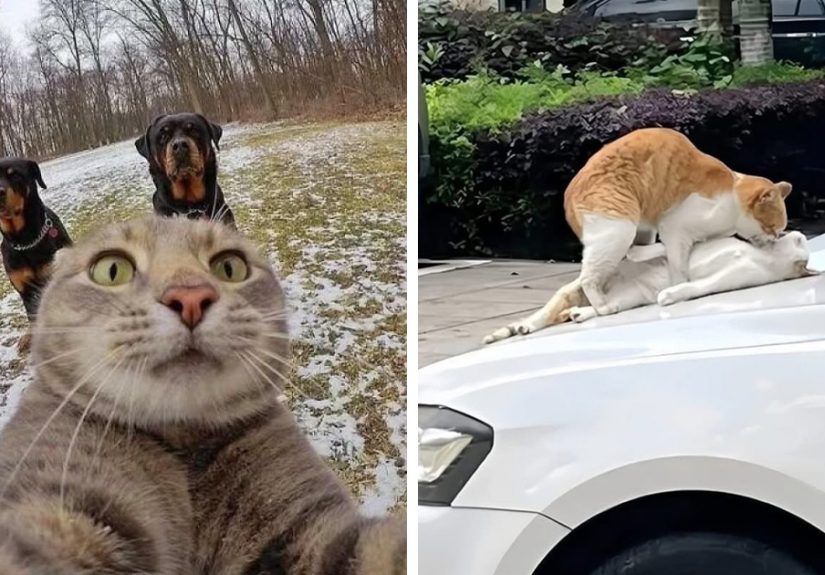 26 Animal Photos That Are Too Weird Not To Share