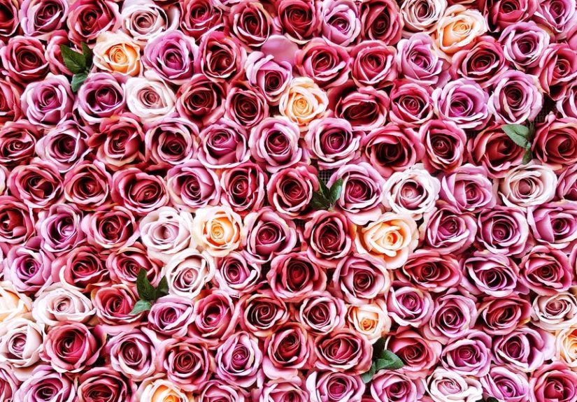 30 Special Rose Color Meanings - Beautiful Flowers for Valentine's Day