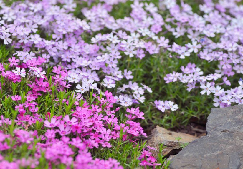 34 Spring Flowers to Add to Your Garden