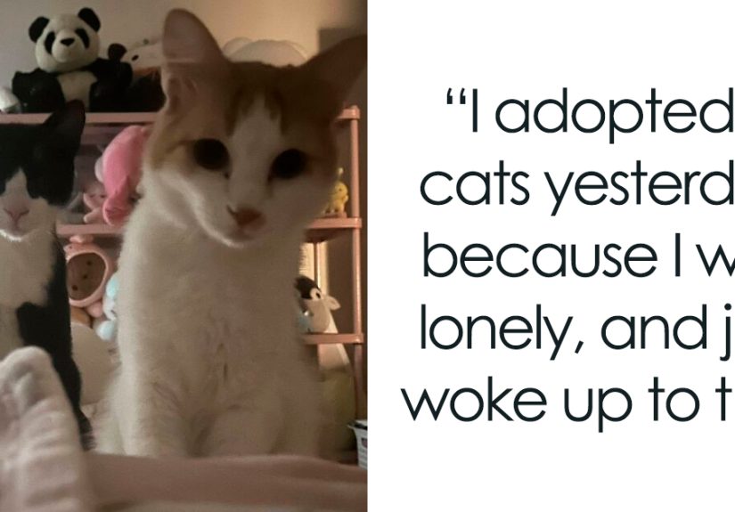 50 Soul-Warming Photos Of Newly Adopted Pets Embracing Their New Homes (June Edition)