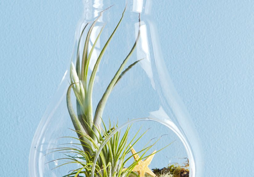 9 Fairy Garden Ideas to Create in a Terrarium