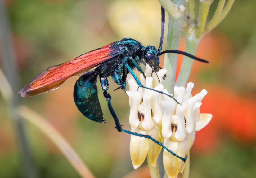 All About Tarantula Hawks: Identification, Sting, and Removal