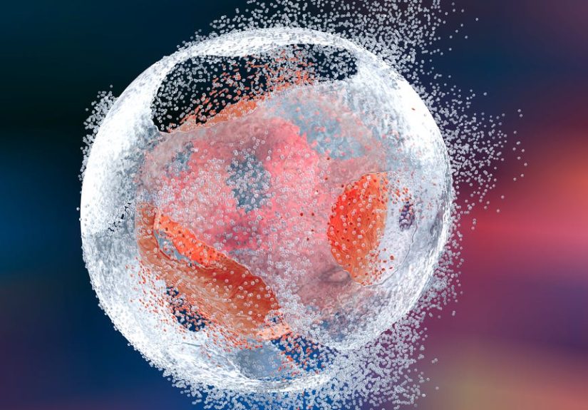 Blocking Cell Death: The Next Breakthrough in Anti-Aging Medicine