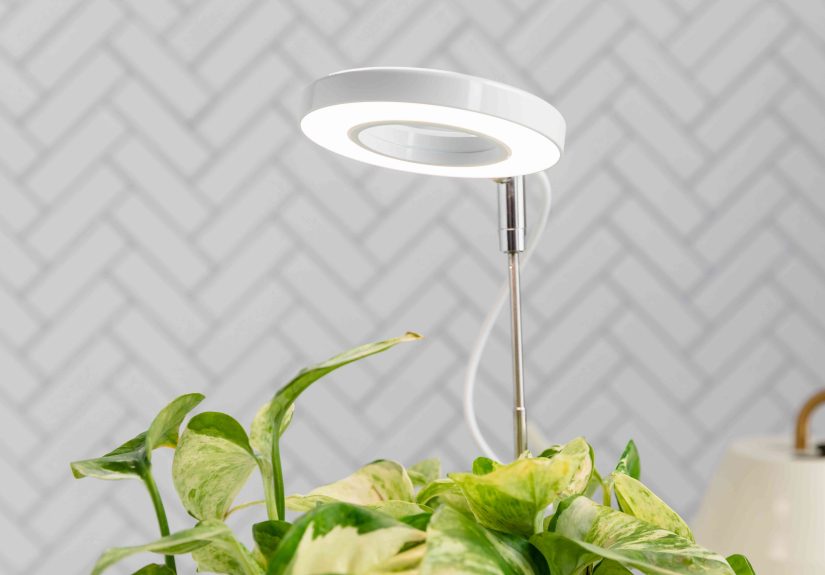Can You Grow Plants With an LED Light?