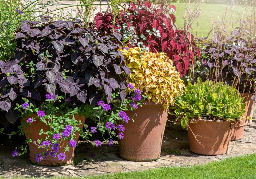 Can You Plant Perennials in Pots? Yes, But Read This First