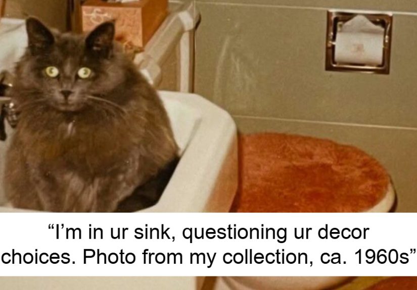 Check Out These 50 Vintage Pics Purrfectly Illustrating The Whole History Of Flawless Felinity