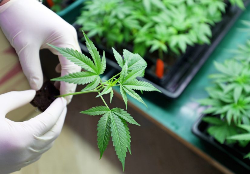 Clearing the Misinformation Surrounding Medical Cannabis