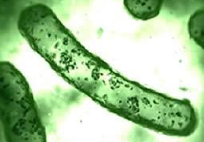 E. coli infection: Symptoms, causes, and treatment