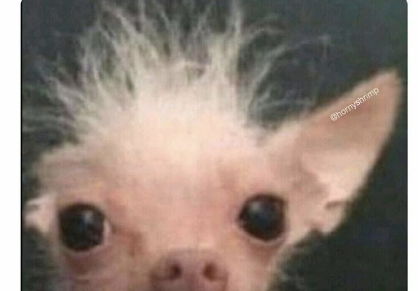 Hey Pandas, Post The Funniest Pic On Your Camera Roll