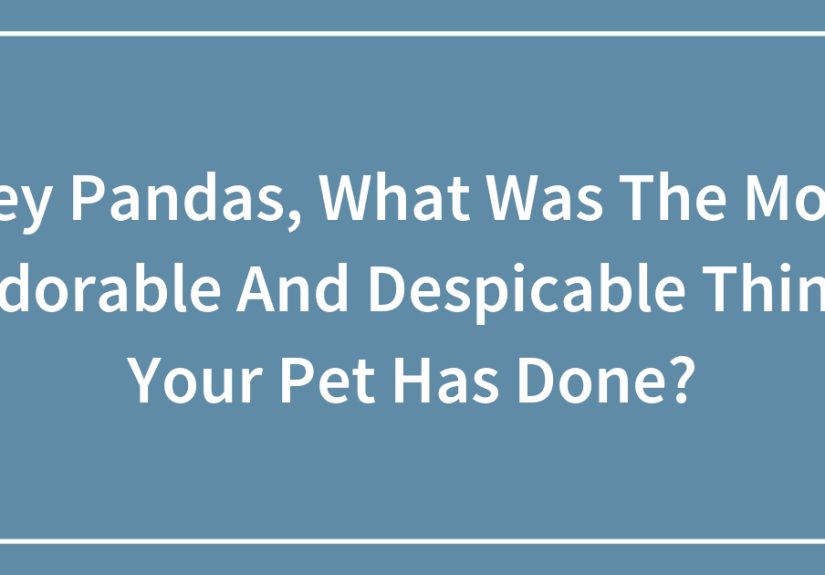 Hey Pandas, What Was The Most Adorable And Despicable Thing Your Pet Has Done?