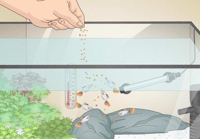 How to Do a Water Change in a Freshwater Aquarium Safely