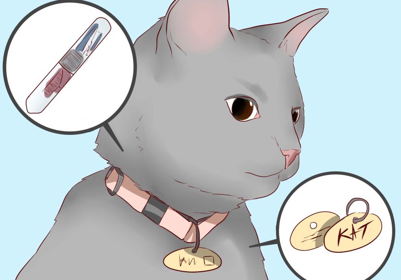 How to Find a Cat That Might Be Hiding: 11 Steps