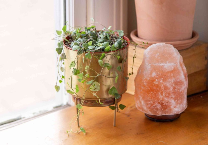 How to Grow and Care for String of Hearts