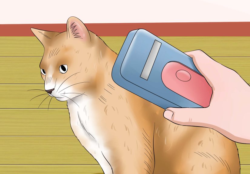 How to Keep a Stray Cat Away from Your Cat: 13 Steps