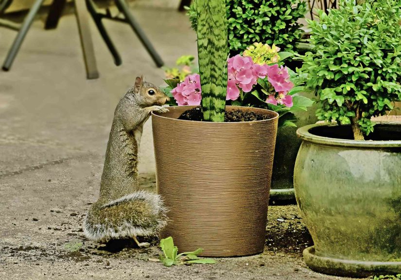 How to Keep Squirrels Out of Potted Plants: 6 Ways