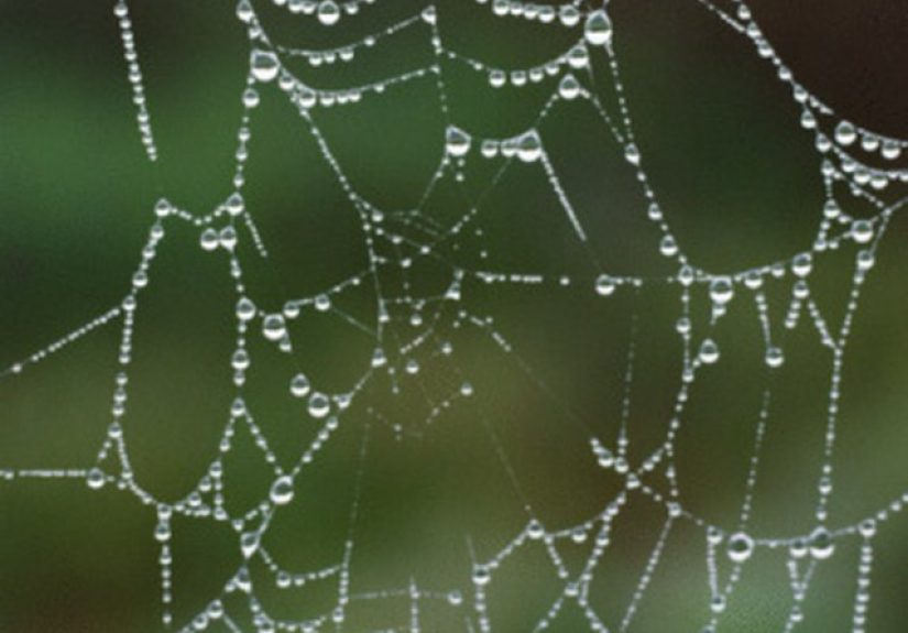 How to Make a Fake Spider Web
