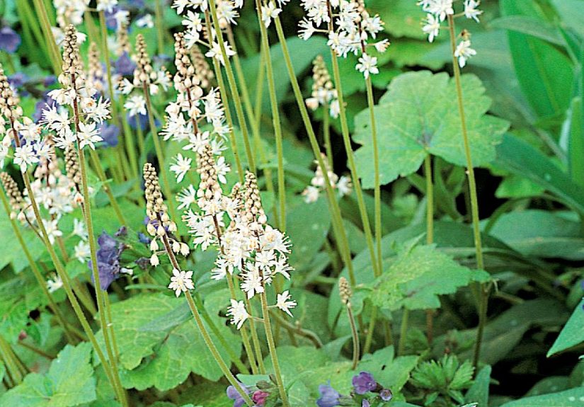 How to Plant and Grow Foamflower