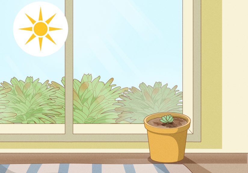 How to Propagate Succulents from Leaves: 14 Steps