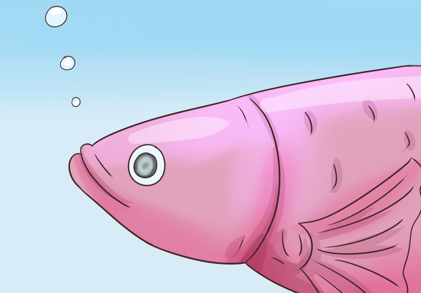 How to Tell How Old a Betta Fish Is: 6 Steps