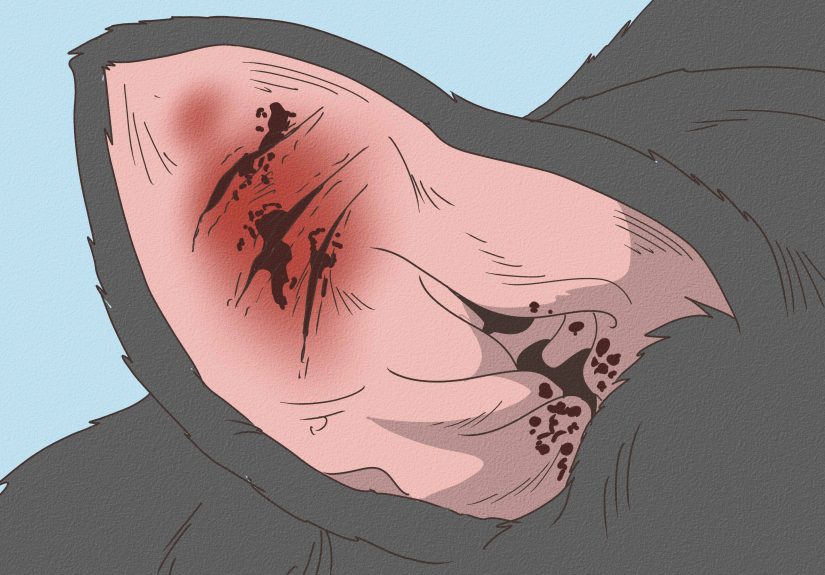 How to Treat Ear Hematomas in Dogs: At-Home & Vet Care