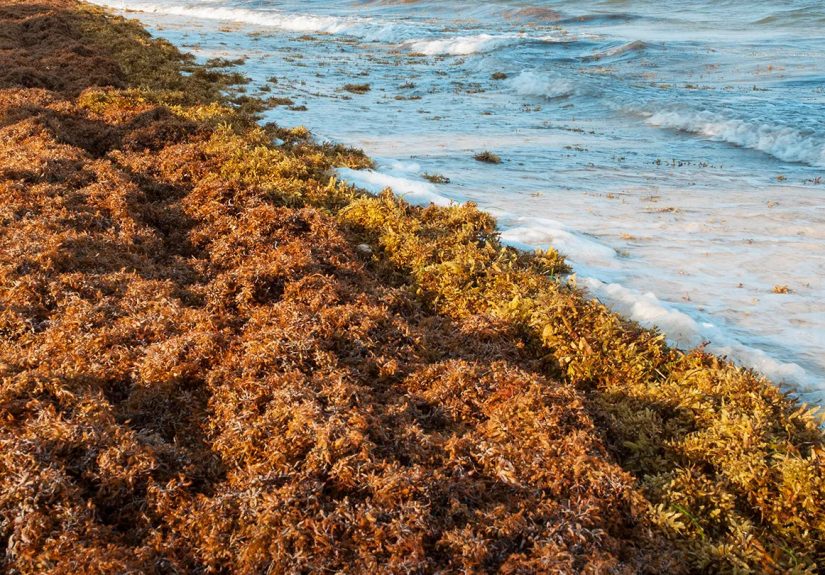Is the Florida Seaweed Blob Dangerous?