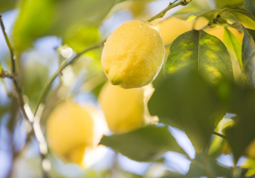 Lemon Tree Leaves Turning Yellow? Causes and Solutions