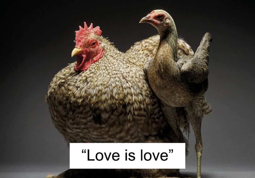 Our 24 Chicken Couple Photographs Show The Diversity Of Love