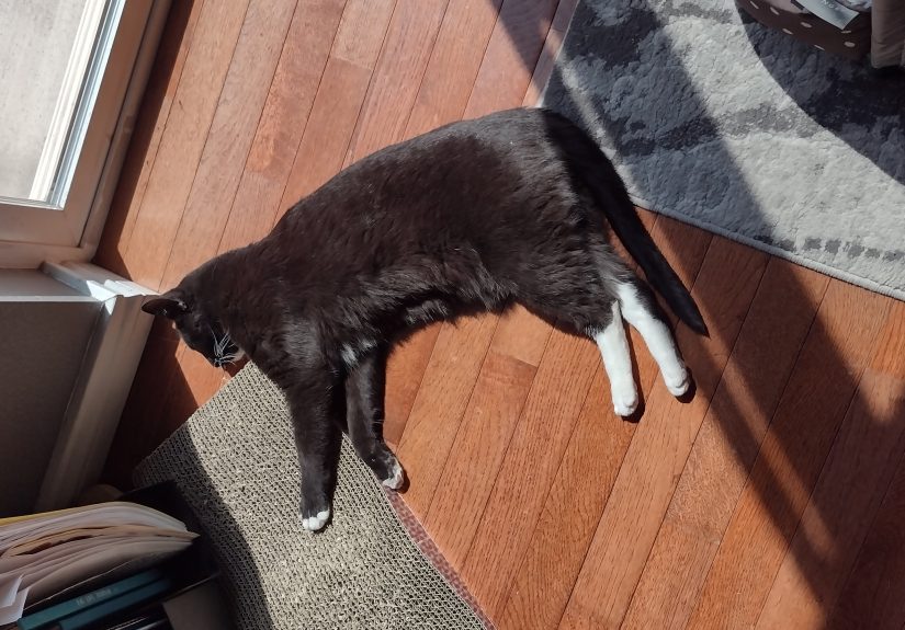 Post The Most Funny Image/Meme Of Your Cat!