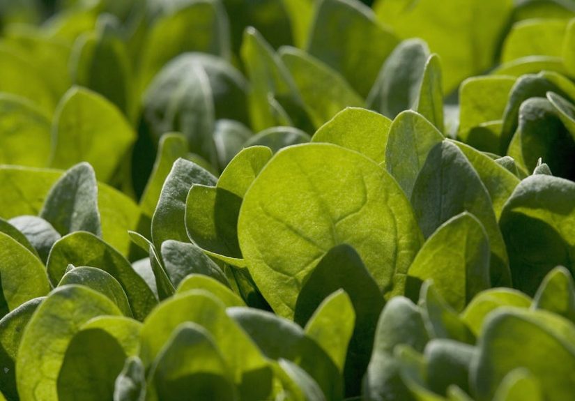 Scientists Used This Rooftop Garden Hack to Grow Bigger Plants