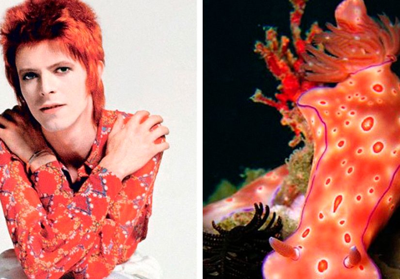 Someone Spotted That David Bowie Often Looked Like A Sea Slug, Created An Entire Blog To Prove It (30 Pics)