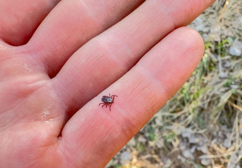The Biggest Myths About Ticks You Should Ignore