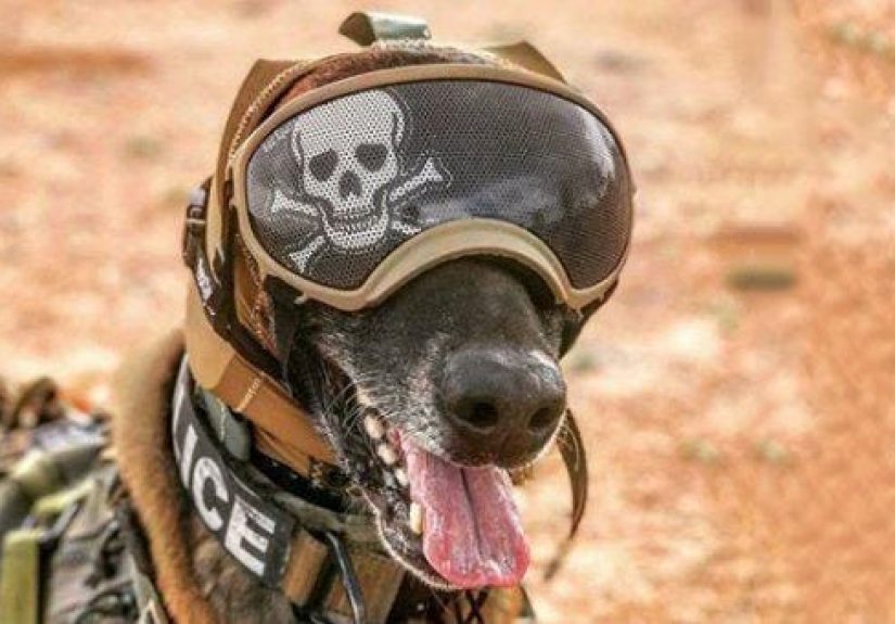 The U.S. Army Is Making Ear Protection for Its Very Good Boys
