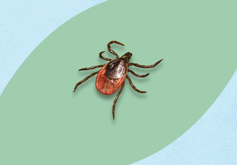 Tick Bites Sending More People to the ER  Here’s How to Prevent Them
