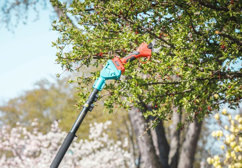 Tree Pruning 101: Essential Steps for DIYers
