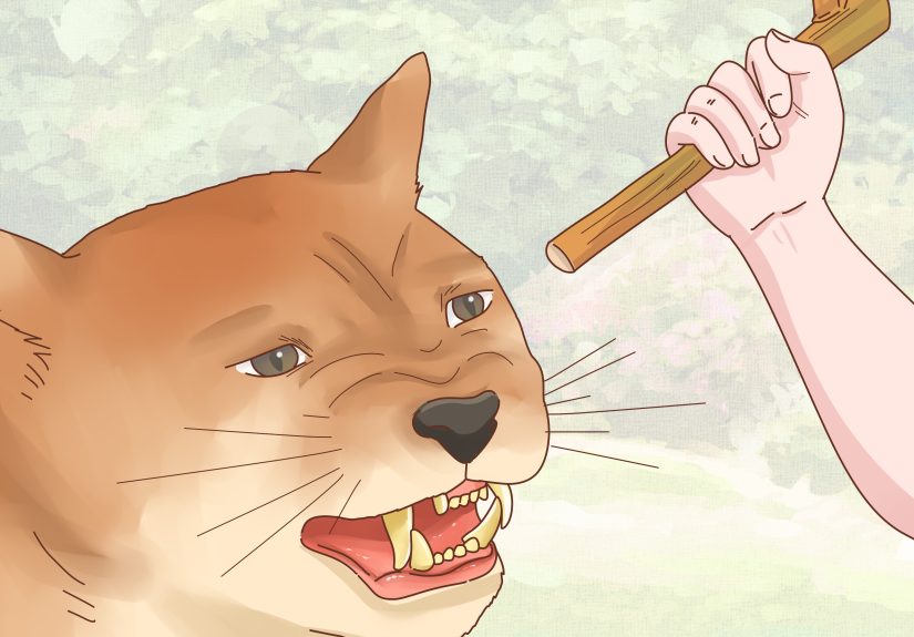 What Is My Animal By Birthday?